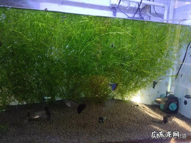 不用隔离如何繁殖孔雀鱼?