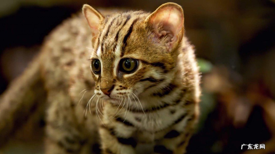 怎么做猫的玩具球