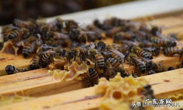 立冬后的这段时间怎么喂食蜜蜂?