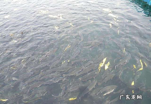 立漂和七星漂哪个适合钓白条