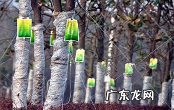 #秋补#秋天的菠菜有什么营养价值?