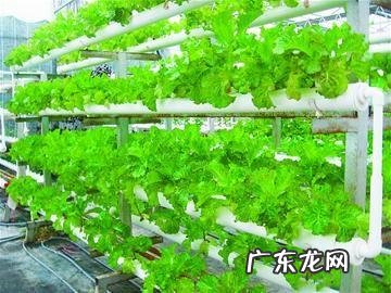 #秋补#秋天的菠菜有什么营养价值?