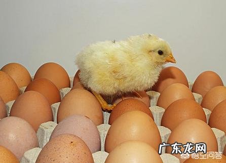 过年串门送什么好呢?