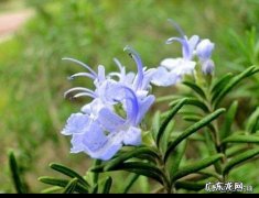迷迭香特别好，想在家养一养，怎么养好呢？