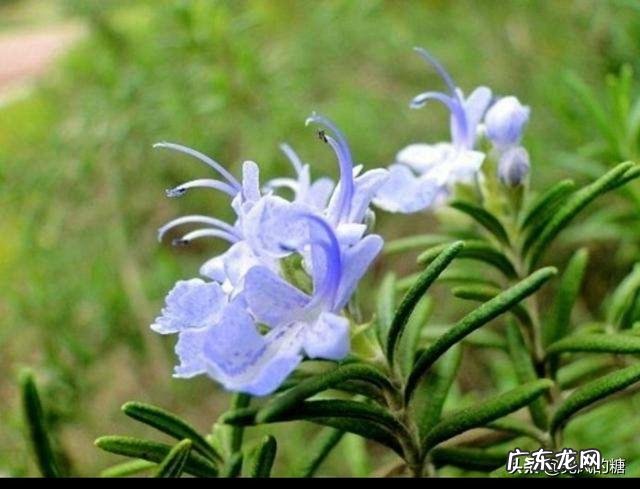 迷迭香特别好,想在家养一养,怎么养好呢?