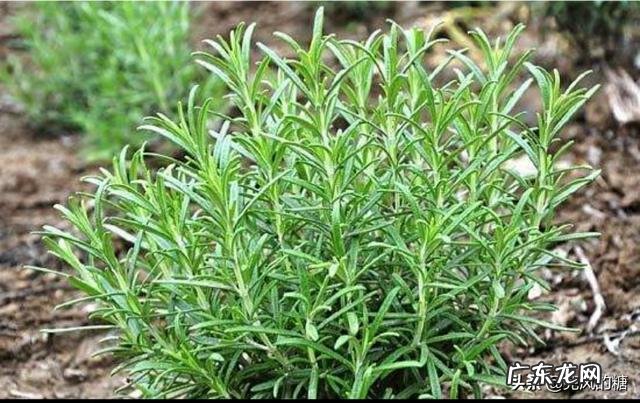 迷迭香特别好,想在家养一养,怎么养好呢?
