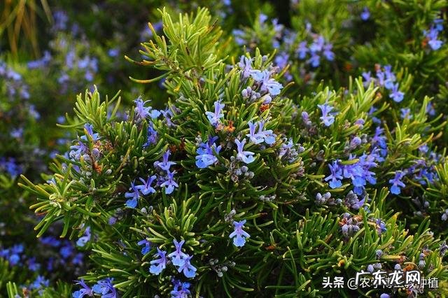 迷迭香特别好,想在家养一养,怎么养好呢?