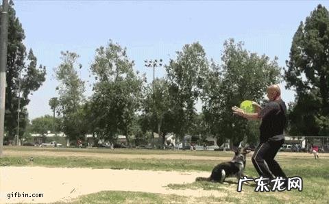 养哪些狗狗是比较聪明呢?