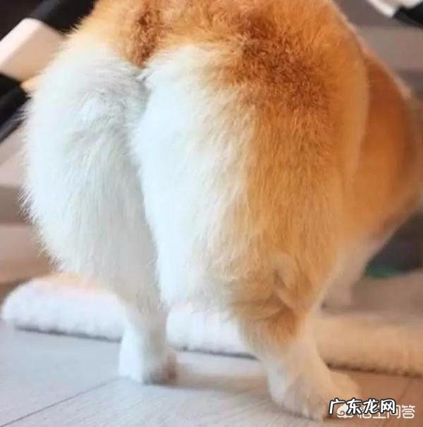 养哪些狗狗是比较聪明呢?