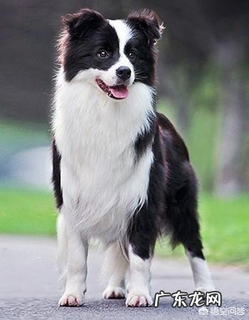 养哪些狗狗是比较聪明呢?