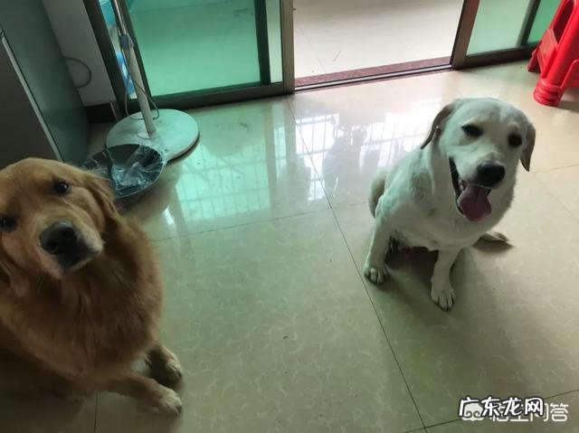 养哪些狗狗是比较聪明呢?