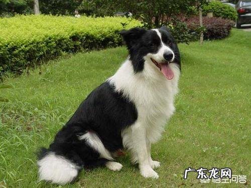 养哪些狗狗是比较聪明呢?