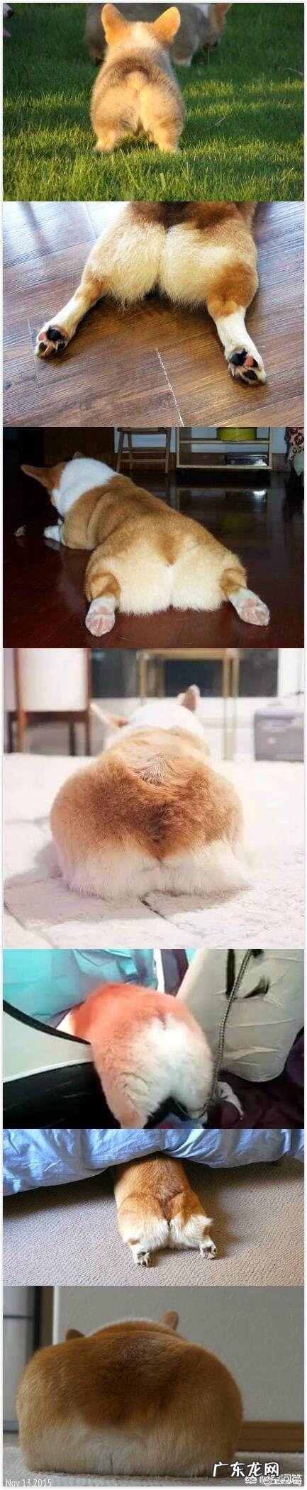 养哪些狗狗是比较聪明呢?