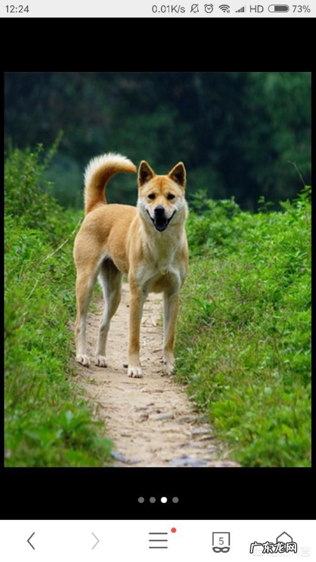 养哪些狗狗是比较聪明呢?