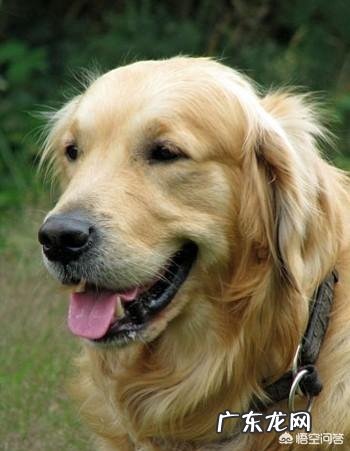 养哪些狗狗是比较聪明呢?