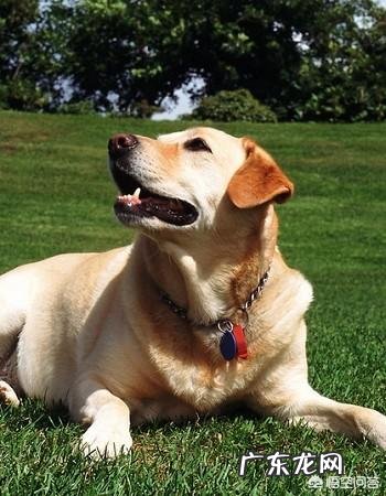 养哪些狗狗是比较聪明呢?