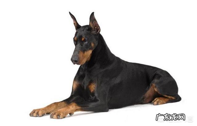 养哪些狗狗是比较聪明呢?