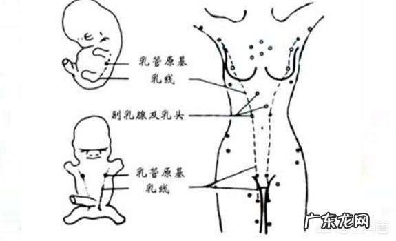 男人的乳房有什么作用?