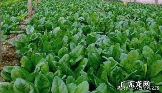菠菜冬天生长周期多长?菠菜都有哪些营养成分?
