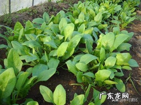菠菜冬天生长周期多长？菠菜都有哪些营养成分？