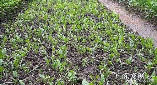 菠菜冬天生长周期多长?菠菜都有哪些营养成分?