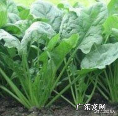 菠菜冬天生长周期多长?菠菜都有哪些营养成分?
