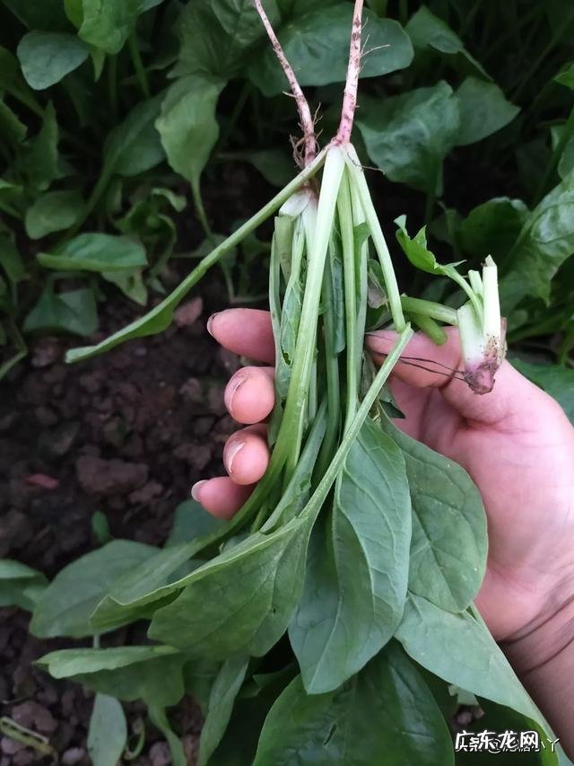 菠菜冬天生长周期多长?菠菜都有哪些营养成分?