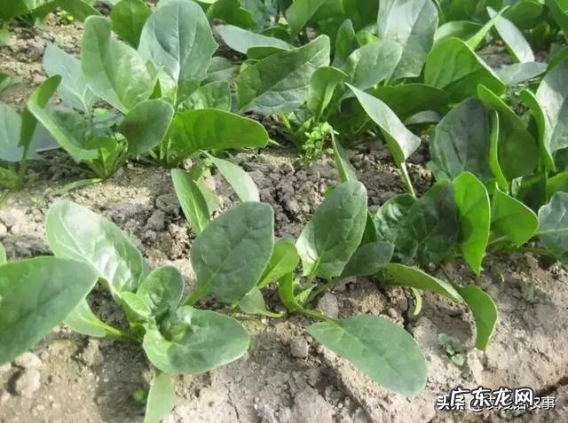 菠菜冬天生长周期多长？菠菜都有哪些营养成分？