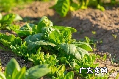 菠菜冬天生长周期多长?菠菜都有哪些营养成分?