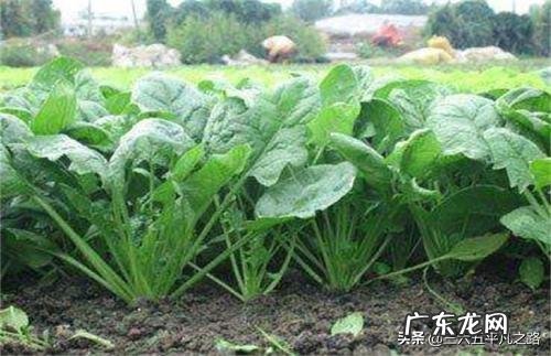 菠菜冬天生长周期多长?菠菜都有哪些营养成分?