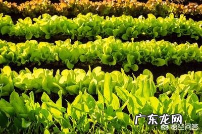 菠菜冬天生长周期多长?菠菜都有哪些营养成分?