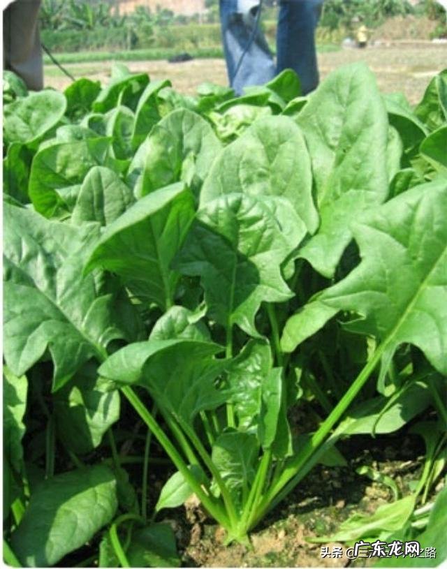 菠菜冬天生长周期多长?菠菜都有哪些营养成分?