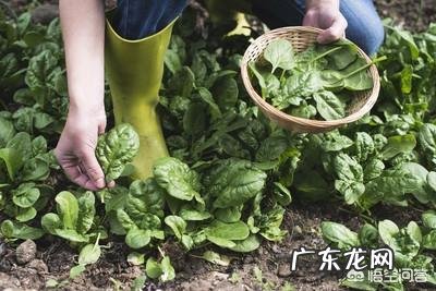 菠菜冬天生长周期多长?菠菜都有哪些营养成分?
