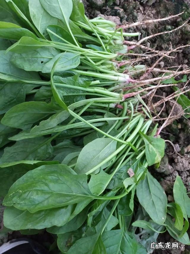 菠菜冬天生长周期多长?菠菜都有哪些营养成分?
