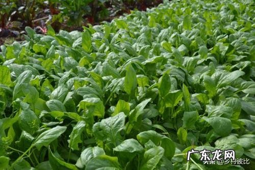 菠菜冬天生长周期多长？菠菜都有哪些营养成分？