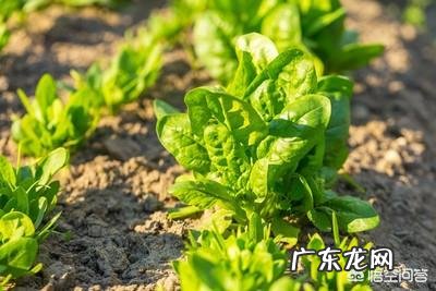 菠菜冬天生长周期多长?菠菜都有哪些营养成分?