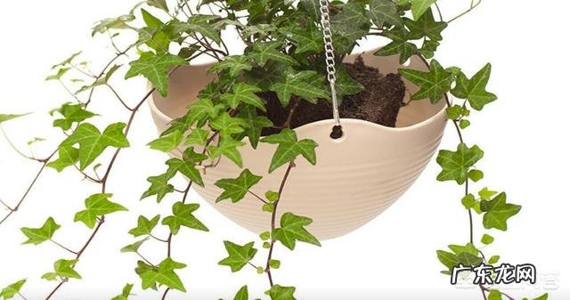 常春藤可以接受全日照吗?怎么养才能爆盆?
