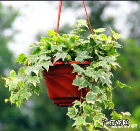 常春藤可以接受全日照吗?怎么养才能爆盆?