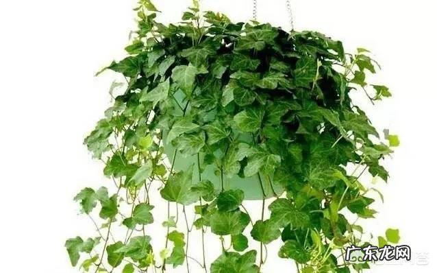 常春藤可以接受全日照吗?怎么养才能爆盆?