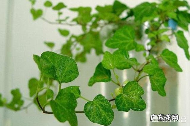 常春藤可以接受全日照吗?怎么养才能爆盆?