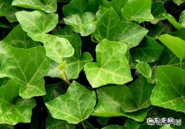 常春藤可以接受全日照吗?怎么养才能爆盆?