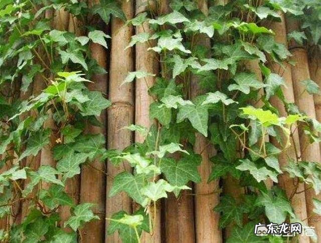 常春藤可以接受全日照吗？怎么养才能爆盆？