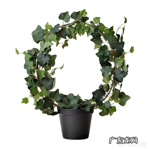 常春藤可以接受全日照吗？怎么养才能爆盆？