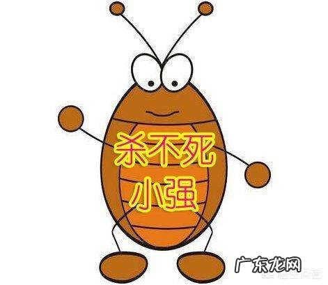 如何永久性去除蟑螂？