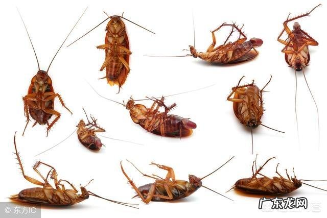 如何永久性去除蟑螂？
