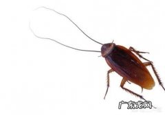 如何永久性去除蟑螂？