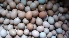 鸡蛋保存最长时间