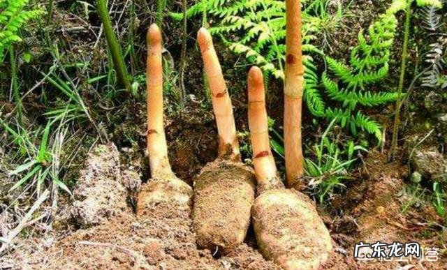 农村人种植中药材成本较高，高投入能换来高效益吗？