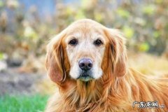 老年期的狗狗要怎么照顾？