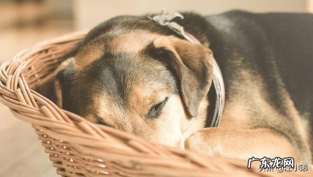 老年期的狗狗要怎么照顾?